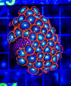 Wysiwyg Large Gatorade Zoanthid Frag With Hitchiker Mystery Leposteris (C124)
