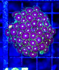 Wysiwyg Large Zoanthid Frag (C125)