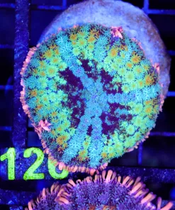 Wysiwyg Frankenstein mushroom (C126)