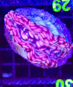 Wysiwyg Leopard Derasa Clam (C129)