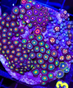 Wysiwyg Combo Zoanthid Rock Colony (C13)