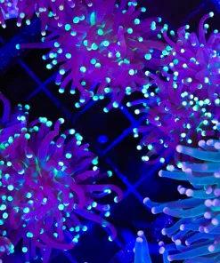 Wysiwyg Small Torch Coral Frag (C13)