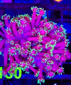 Wysiwyg Ultra Flowerpot Coral Colony (C130)