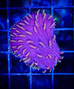 Wysiwyg Diaseris Plate Coral Frag (C132)