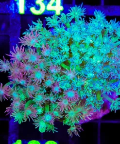 Wysiwyg Two Tone Flowerpot Coral Colony (C133)