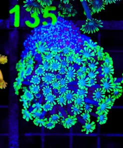 Wysiwyg Flowerpot Coral Colony (C134)