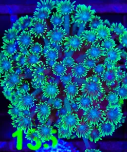 Wysiwyg Flowerpot Coral Colony (C135)