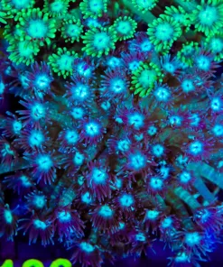 Wysiwyg Flowerpot Coral Colony (C136)