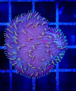 Wysiwyg Diaseris Plate Coral Frag (C137)