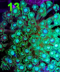 Wysiwyg Flowerpot Coral Colony (C137)