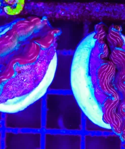 Small Derasa Clam (C138)