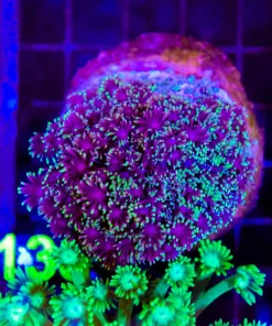 Wysiwyg Flowerpot Coral Colony (C138)