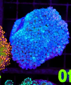 Wysiwyg Flowerpot Coral Colony (C139)