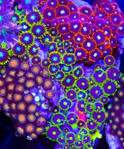 Wysiwyg Combo Zoanthid Rock Colony (C14)