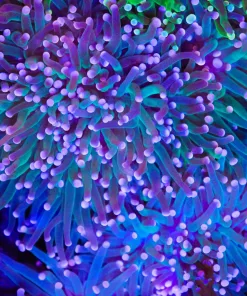 Wysiwyg Prism Torch Coral Frag (C14)