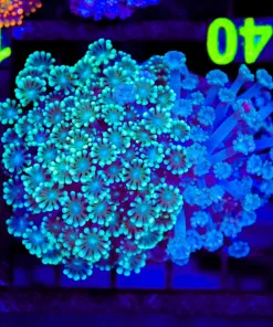 Wysiwyg Flowerpot Coral Colony (C140)