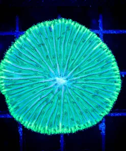 Wysiwyg Lime Green Plate Coral (C141)