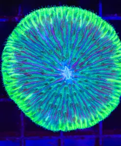 Wysiwyg UFO Plate Coral (C141)