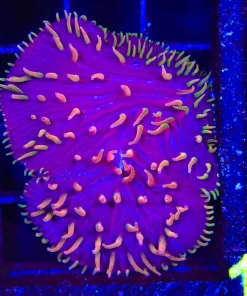 Wysiwyg DIaseris Plate Coral (C142)