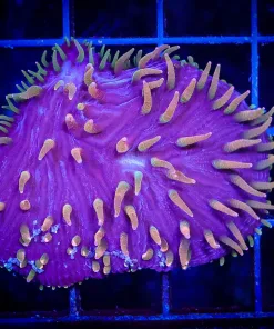 Wysiwyg Diaseris Plate Coral Frag (C142)