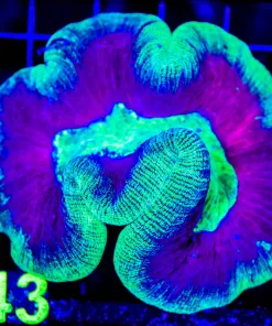 Wysiwyg Unique Open Brain Coral (C143)