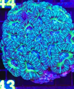 Wysiwyg Acan Coral Colony (C143)