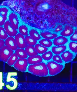 Wysiwyg Favia Coral (C145)