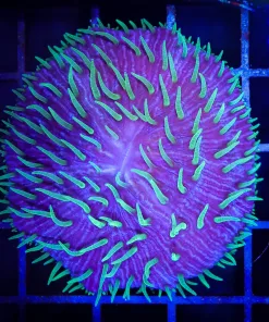Wysiwyg Green Polyp Purple Plate Coral (C146)