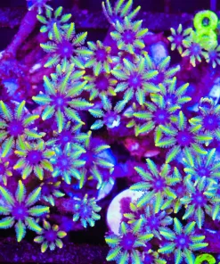 Ultra Gold Clove Polyp Frag * max 1 frag per order* (C148)