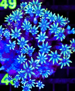 Wysiwyg Yellow Clove Polyp Colony (C148)