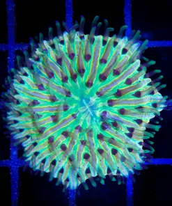 Wysiwyg Small Ultra Plate Coral (C149)