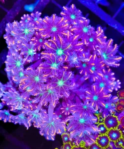 Wysiwyg Firework Clove Polyp Colony (C15)