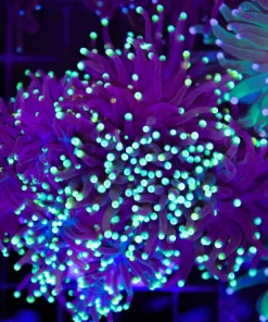 Wysiwyg Torch Coral Colony (C15)