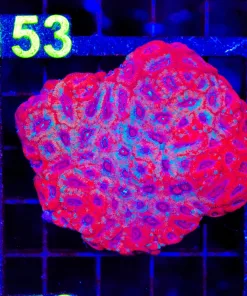 Wysiwyg Micromussa Colony (C152)