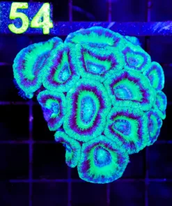 Wysiwyg Acan Coral Colony (C153)