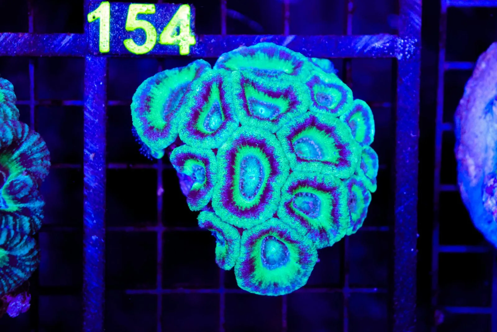 C153
