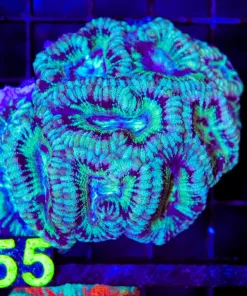 Wysiwyg Acan Coral Colony (C155)