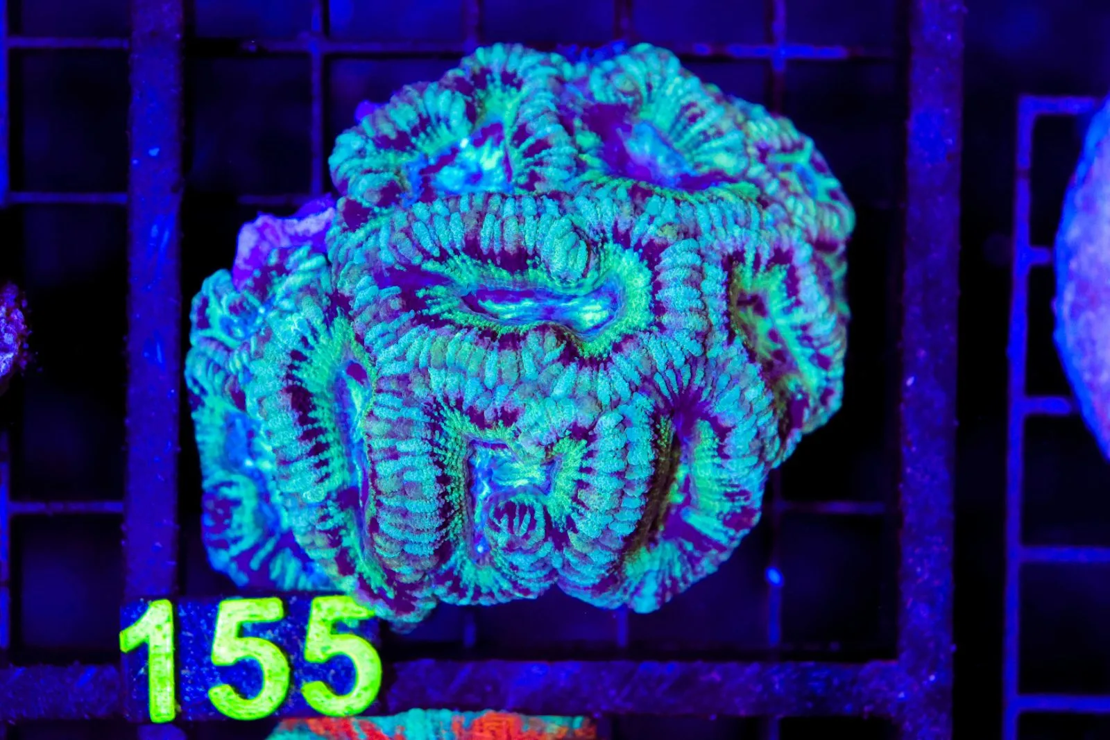 C155
