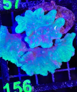 Wysiwyg Cabbage Coral Colony (C156)
