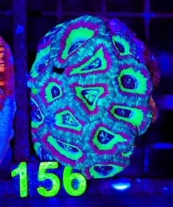 Wysiwyg Acan Coral Colony (C156)
