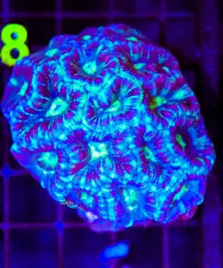 Wysiwyg Acan Coral Colony (C157)