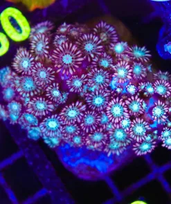 Wysiwyg Alveopora Coral Colony (C159)
