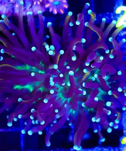 Wysiwyg Torch X Frogspawn Hyrbid RARE (C16)