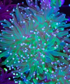 Wysiwyg Torch Coral Frag (C16)