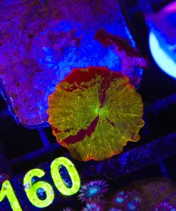 Wysiwyg Jawbreaker Mushroom (C160)