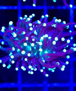 Wysiwyg Firefly Torch Coral Frag (C161)