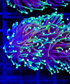 Wysiwyg Dragon Soulb Torch Coral Frag (C163)