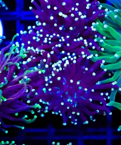 Wysiwyg Grape Torch Coral Frag (C164)