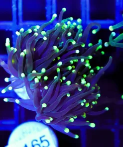Wysiwyg Rasta Torch Coral Frag (C165)