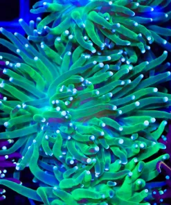 Wysiwyg Large Hydra Torch Coral Frag (C166)